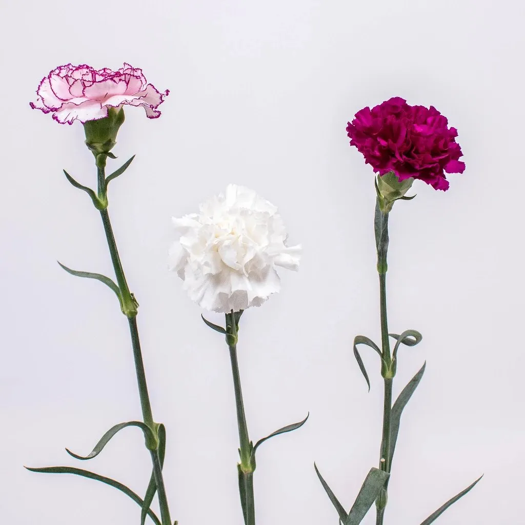 Funky Fuchsia and White Carnation Flower Pack