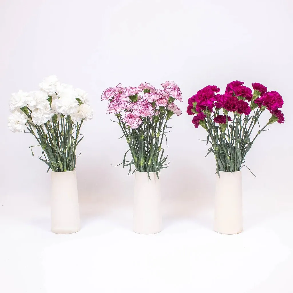 Funky Fuchsia and White Carnation Flower Pack
