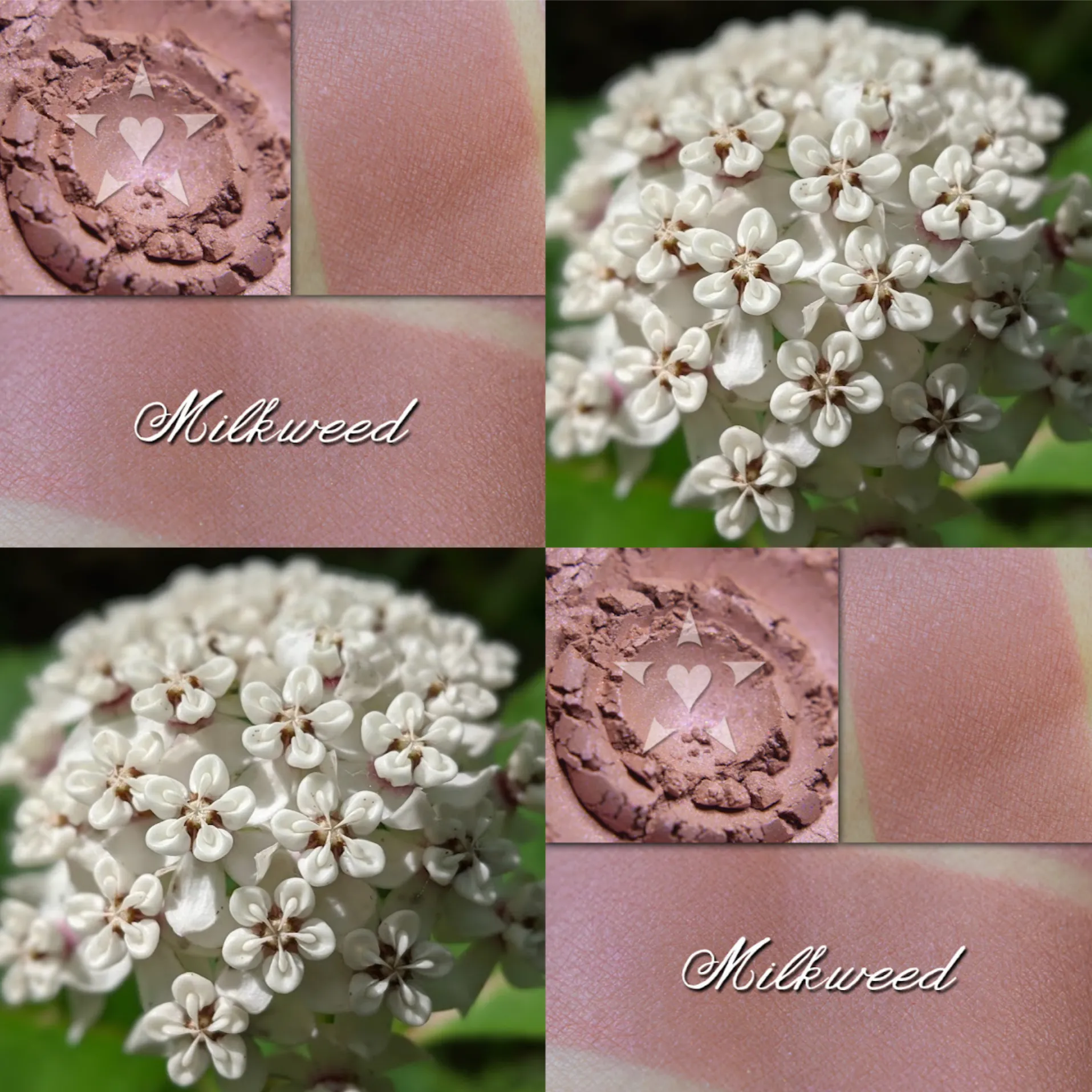 MILKWEED - Soft Lustre Blush