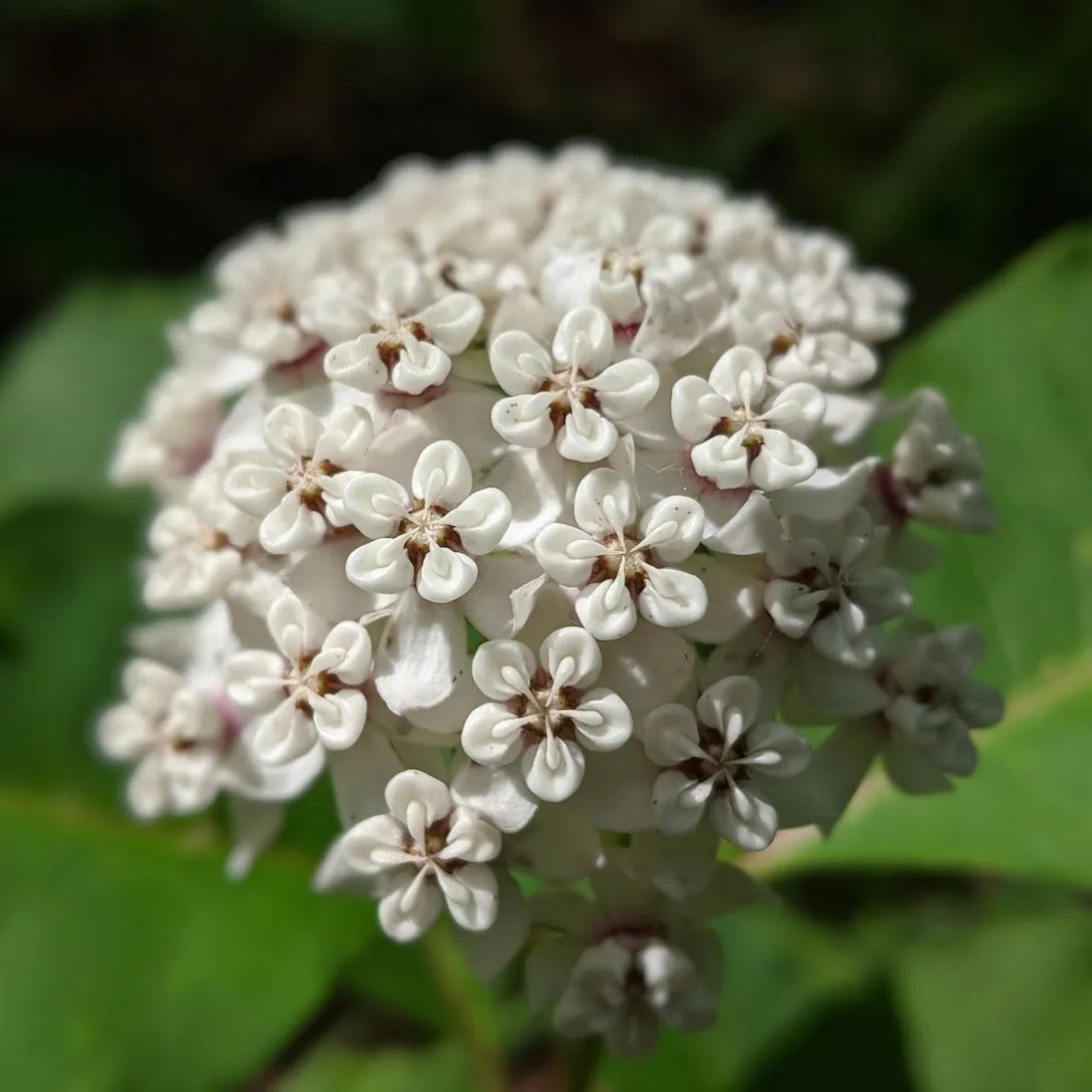 MILKWEED - Soft Lustre Blush