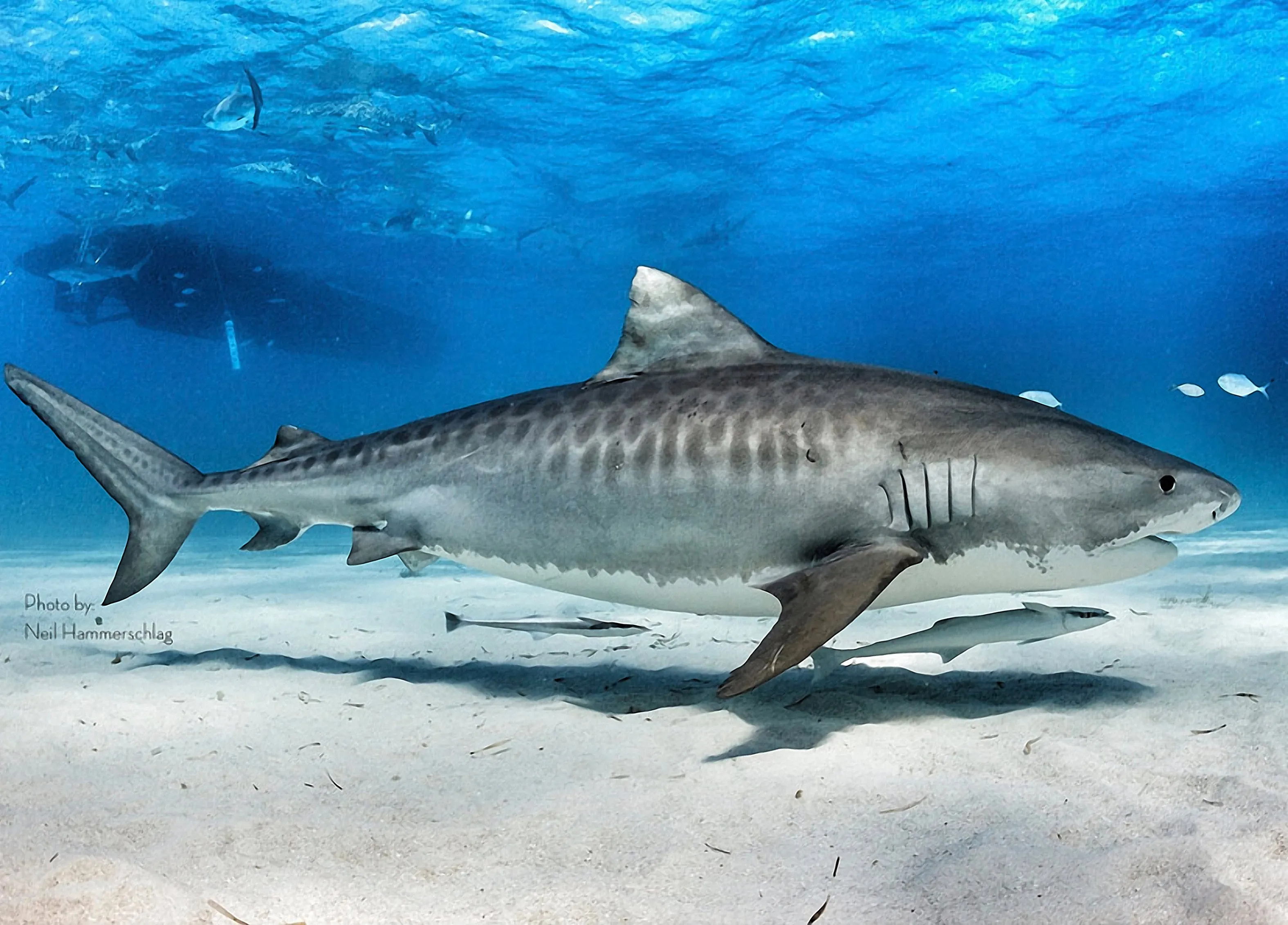 Tiger Shark - Front Zippered Diveskin
